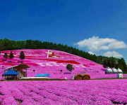 東藻琴芝桜公園-1