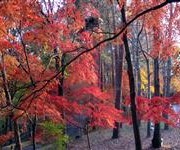 営武蔵丘陵森林公園